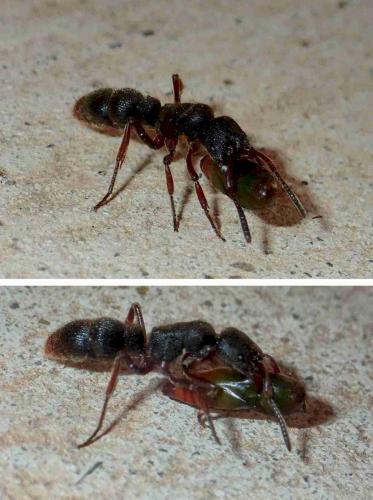 Pseudoneoponera rufipes
